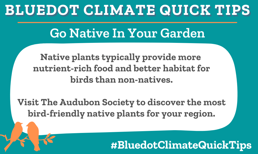 Climate Quick Tip: Go Native In Your Garden Native plants typically provide more nutrient-rich food and better habitat for birds than non-natives. Visit The Audubon Society to discover the most bird-friendly native plants for your region.