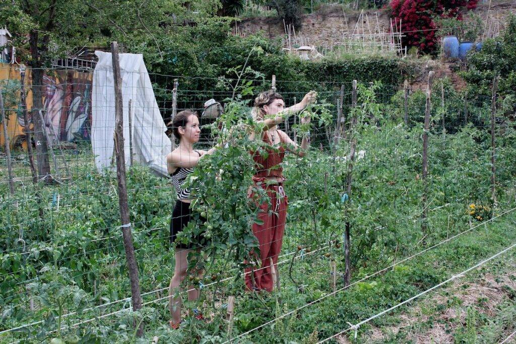 Two volunteers tying up tomato plants.