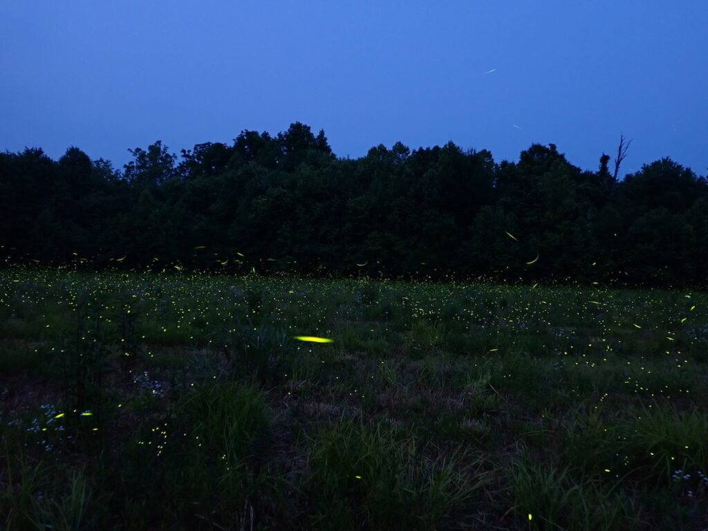 Lightning bugs in Indiana. — Photos by Richard Joyce