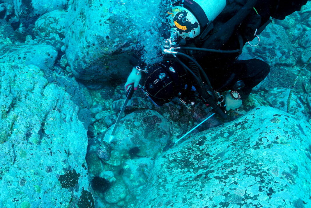 A diver looking for sea urchins in an urchin barren near Dokdo. Courtesy of INTHESEA