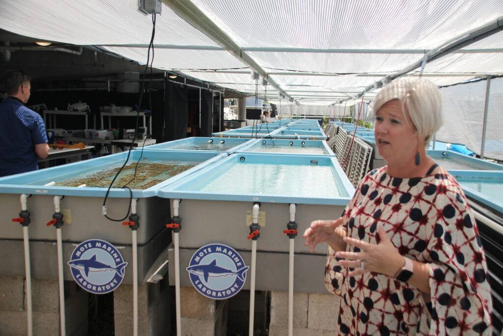 Allison Delashmit, Director of Regional Operations, at the Mote Marine Laboratory's outdoor coral raceways.