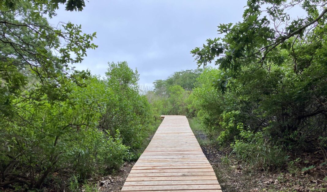 Felix Neck Wildlife Sanctuary trail.