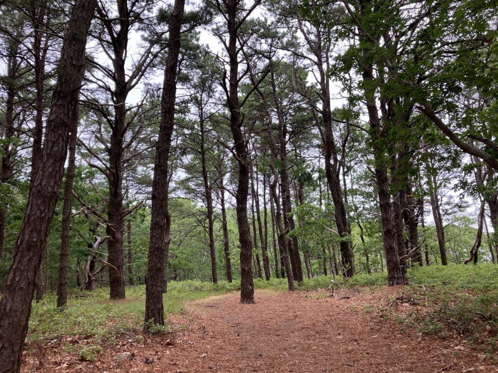 Moffett Trail