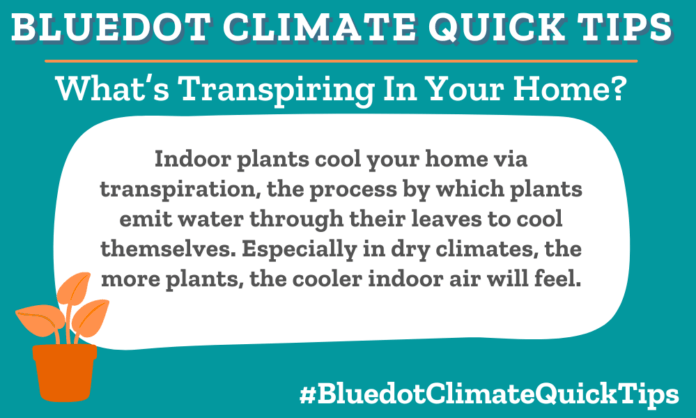 Climate Quick Tip: What’s Transpiring In Your Home? Indoor plants cool your home via transpiration, the process by which plants emit water through their leaves to cool themselves. Especially in dry climates, the more plants, the cooler indoor air will feel.