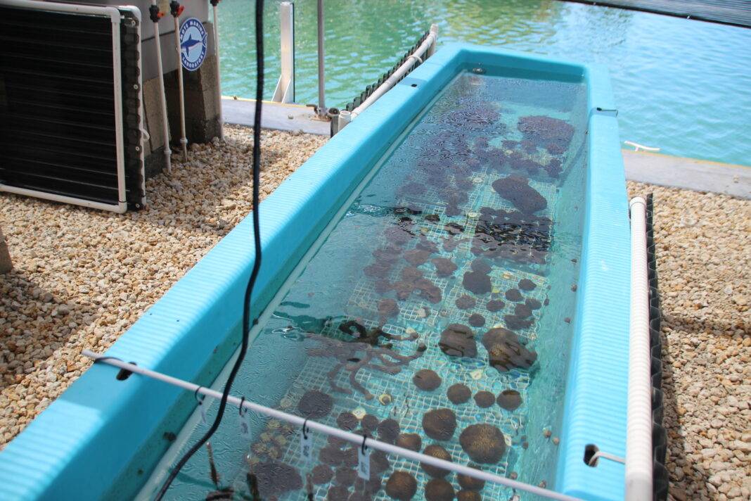 Outdoor coral raceway at the Mote Marine Laboratory on Summerland Key.