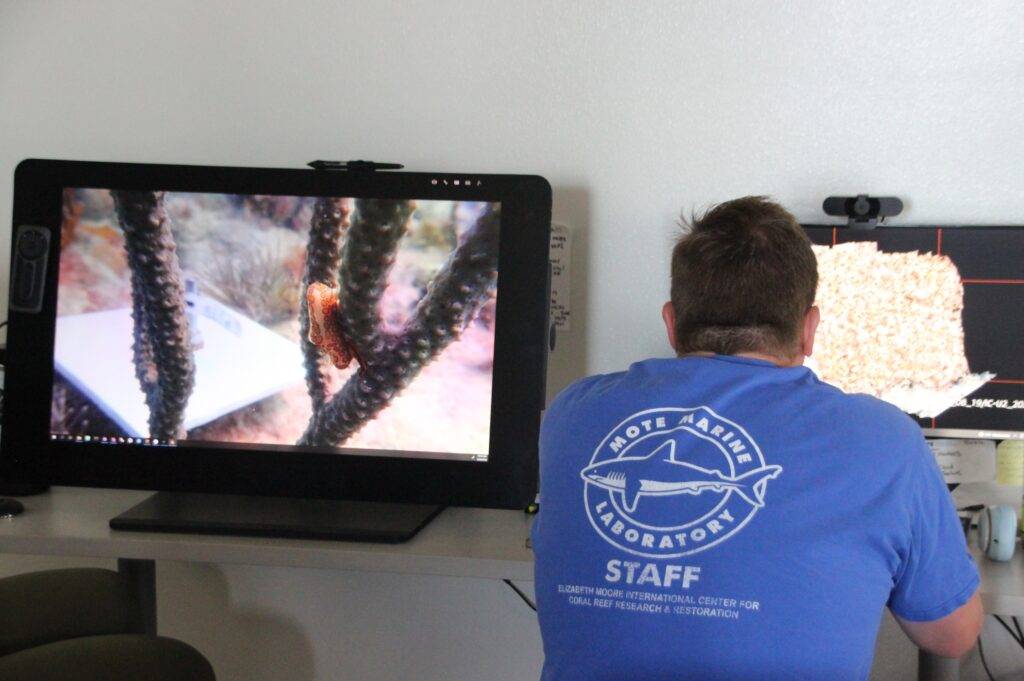 A staff member analyzes photos and data at Mote Marine Laboratory.