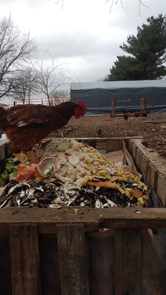 Rhode Island Red Hen on a compost pile at Halfacre Farms.