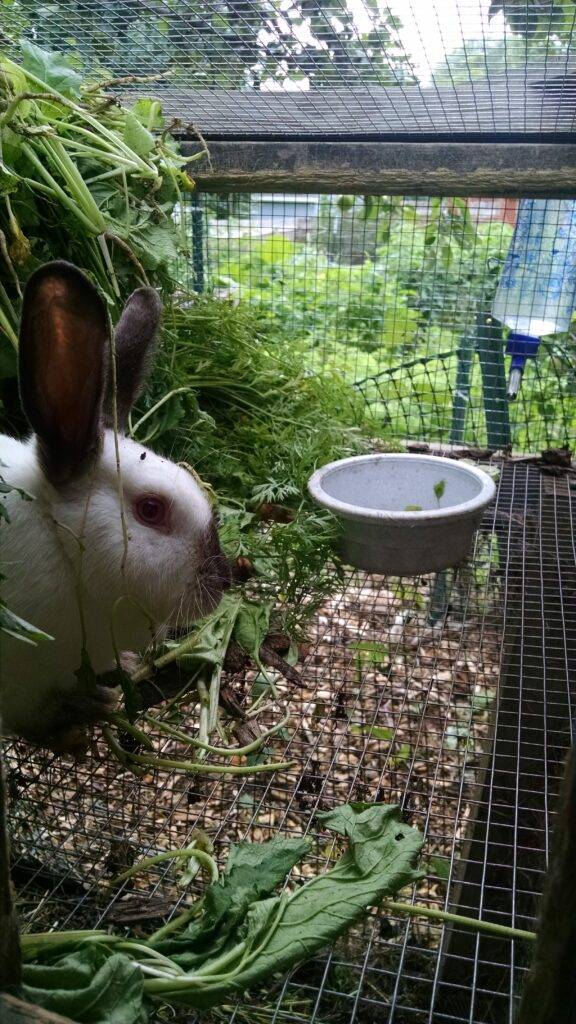 Californian doe rabbit eats garden weeds.