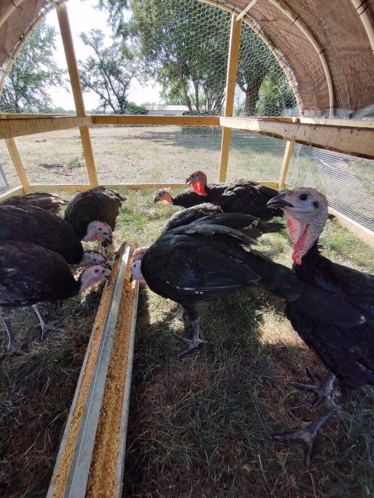 Black Spanish turkeys, sometimes known as Norfolk Black turkeys, graze on grass and cover crops.