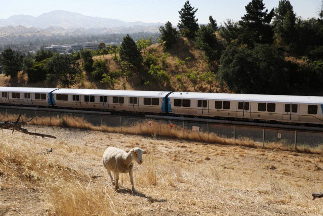 A sheep grazes alongside BART track in SF Bay Area.