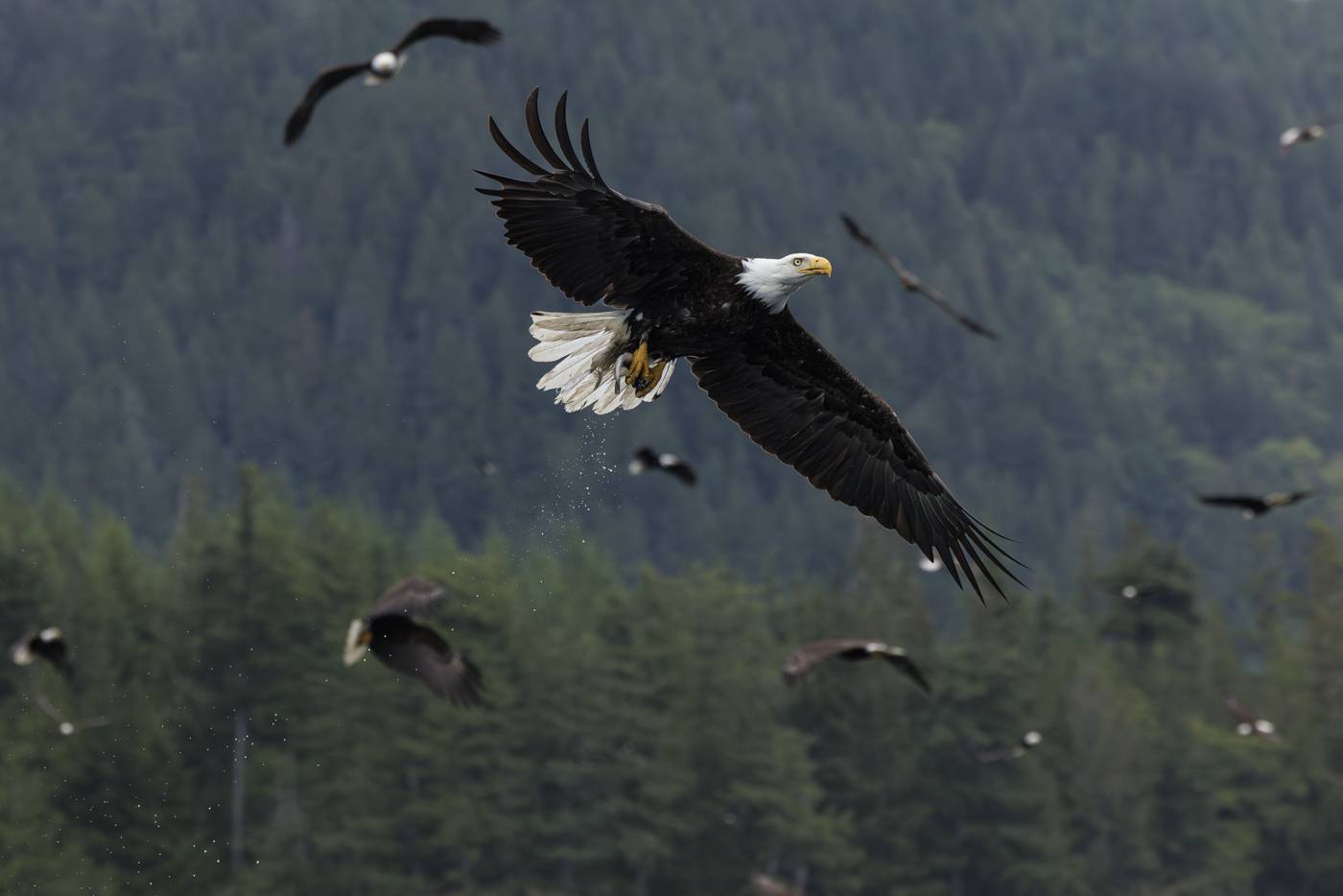 Eagles flying