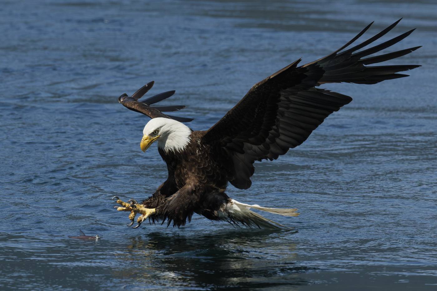 Bald eagle hovers over water.