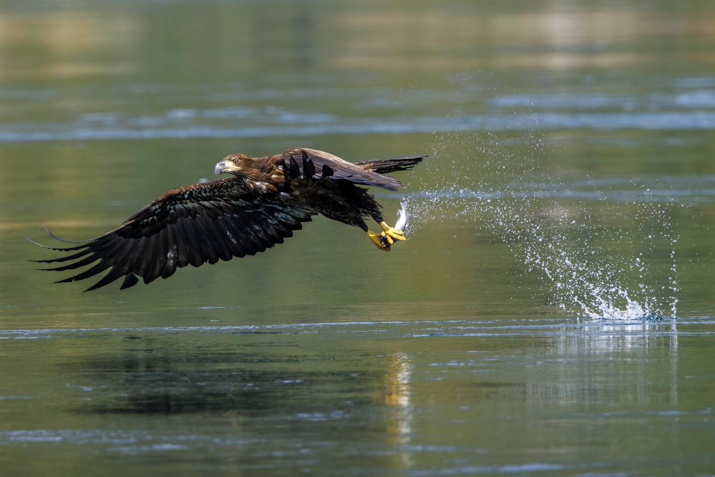 A juvenile eagle flies with fish in talons.
