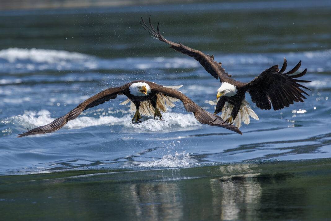 Two bald eagles fight for fish while flying.