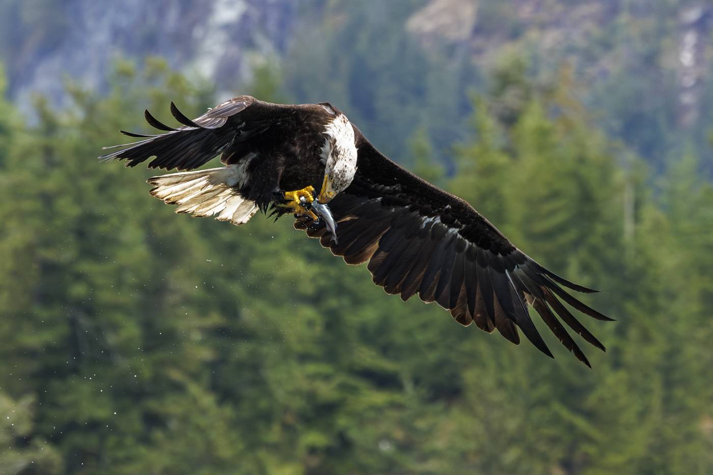 Bald eagle eats a fish while flying.