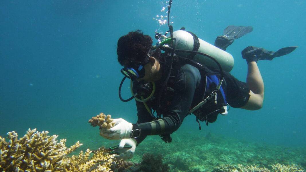 diver with healthy coral in hands