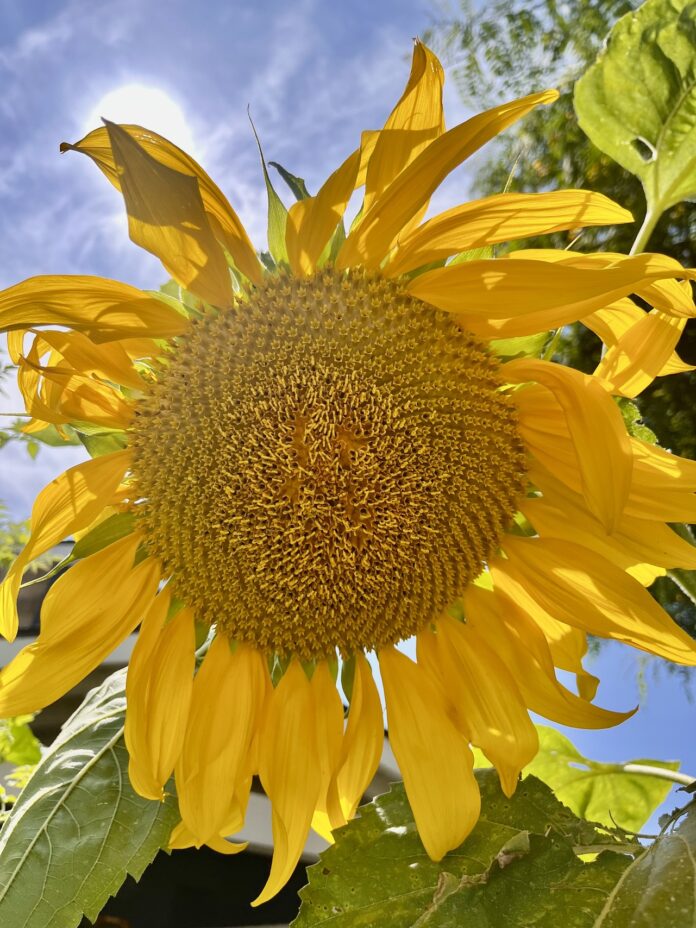 Sunflower