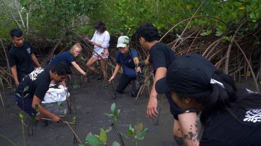 team planting mangrove seedlings