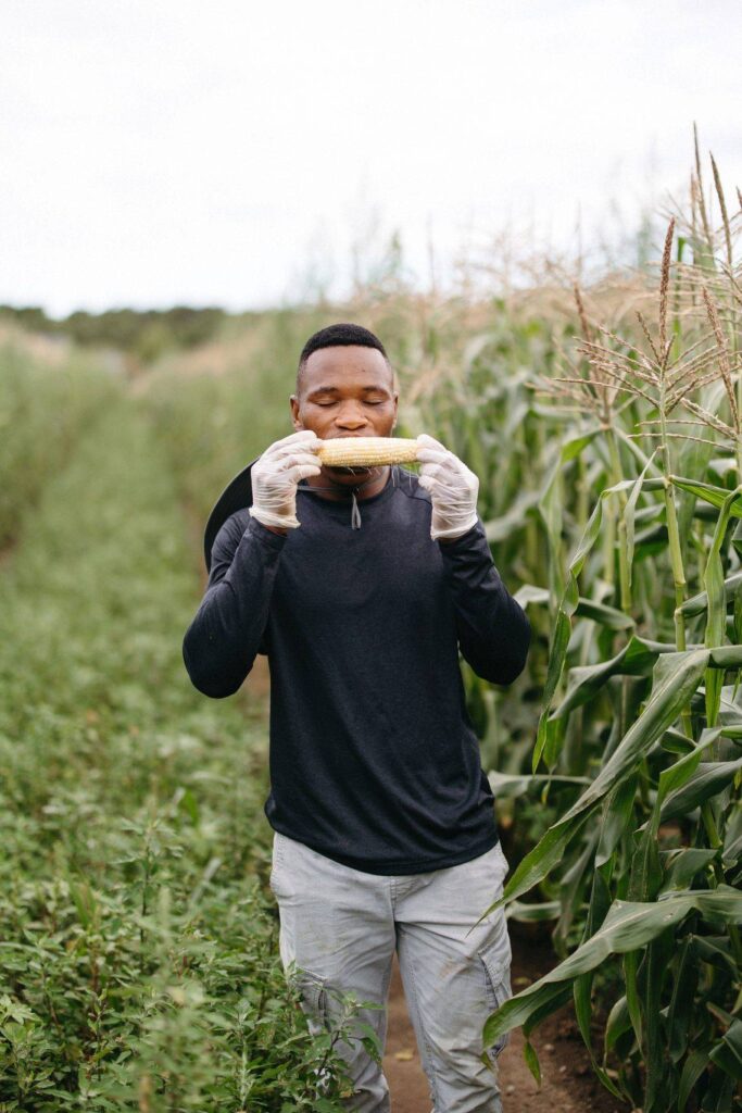 A farmer eating Morning Glory corn
