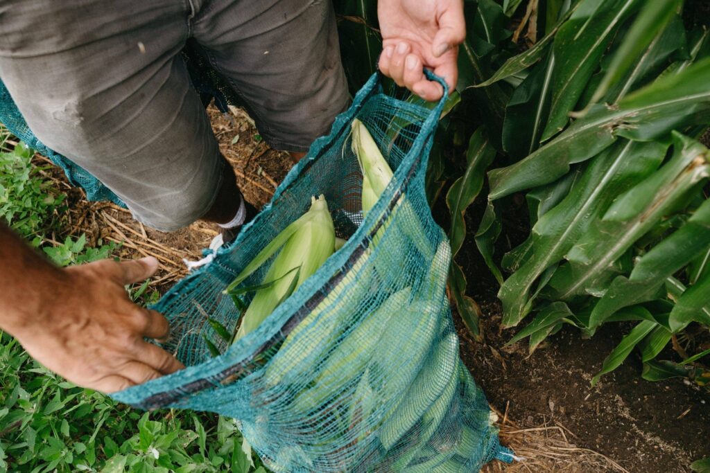 Packing bags of Morning Glory corn