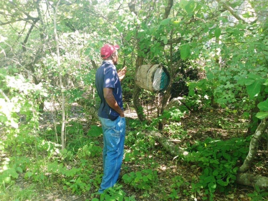 Nicholas Mukundidza inspects his beehive in eastern Zimbabwe.