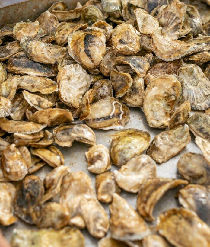 fresh oysters on a pan