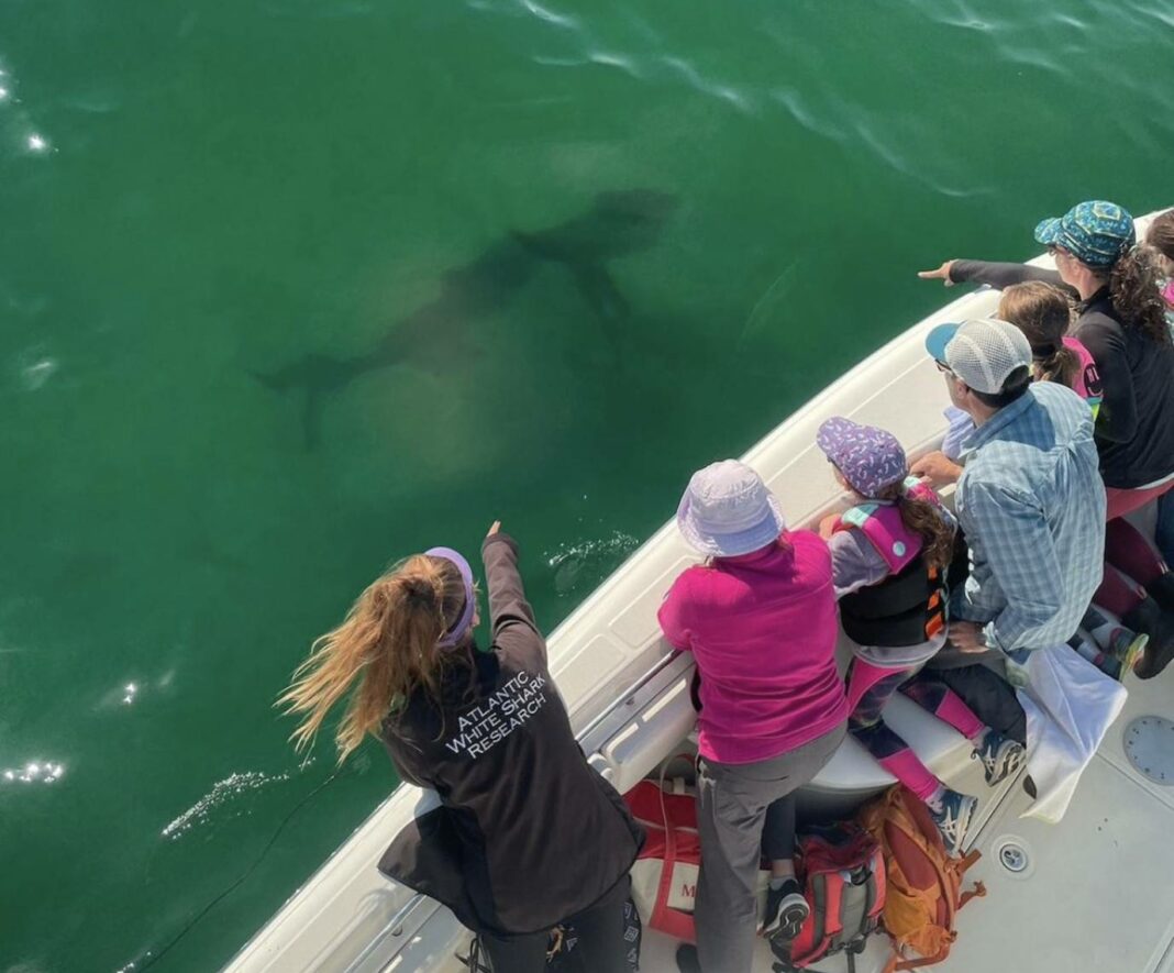 viewing a great white shark in water from boat