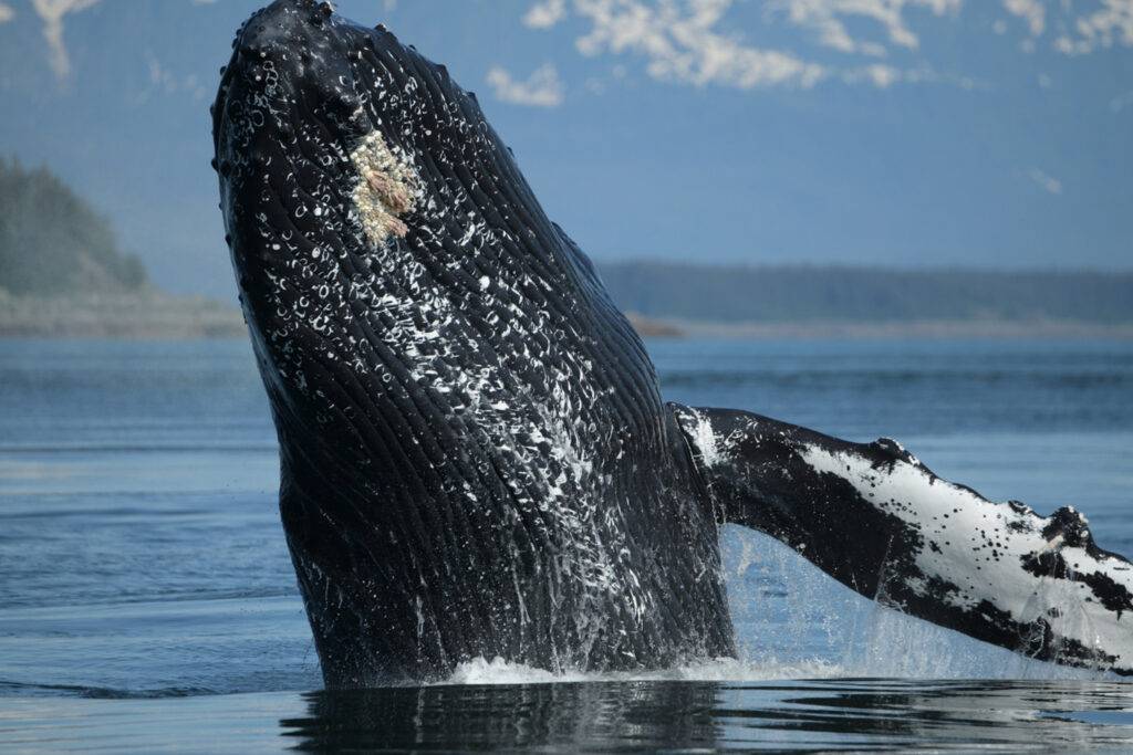 a humpback whale leaps out of the water