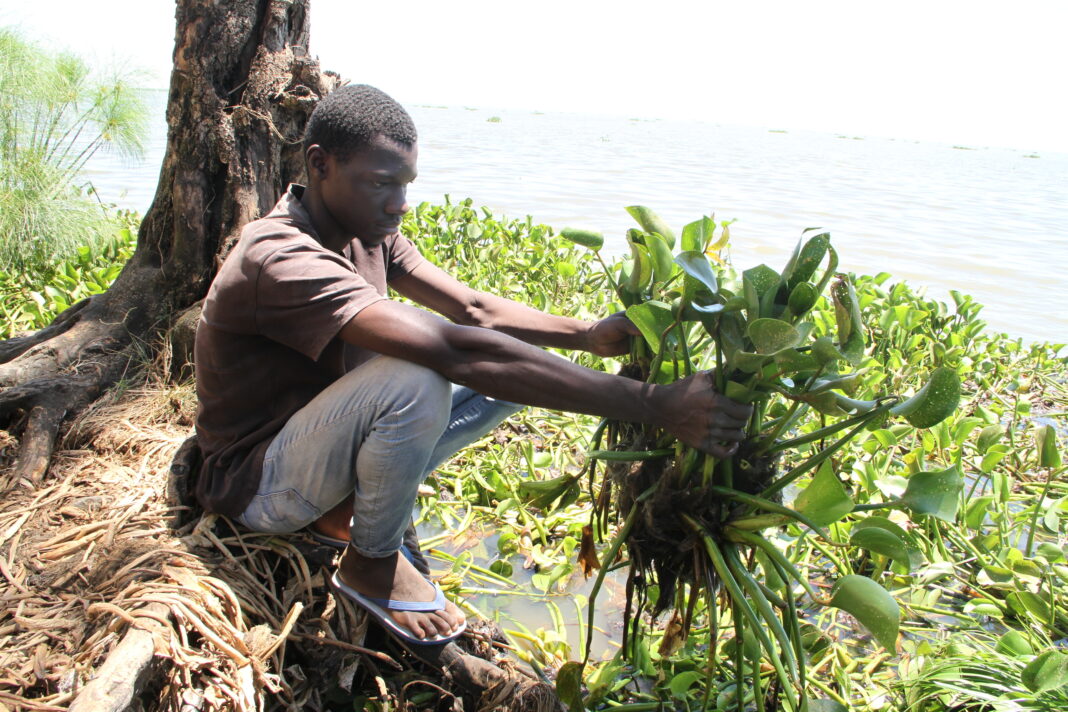 freshly uprooted hyacinth weed