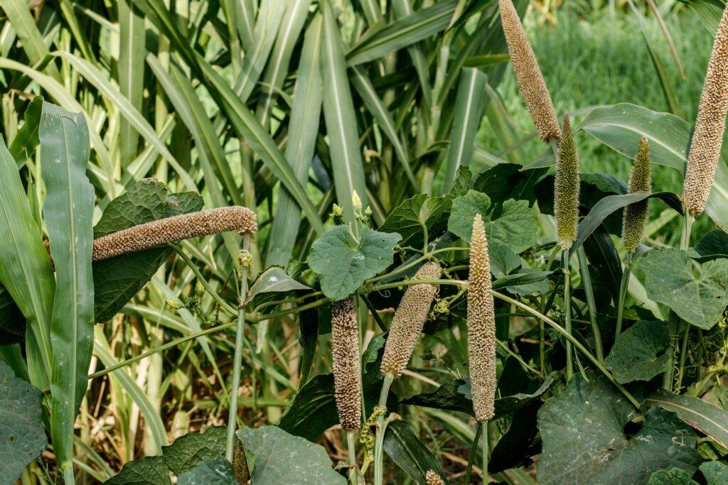 Panicles of traditional pearl millet