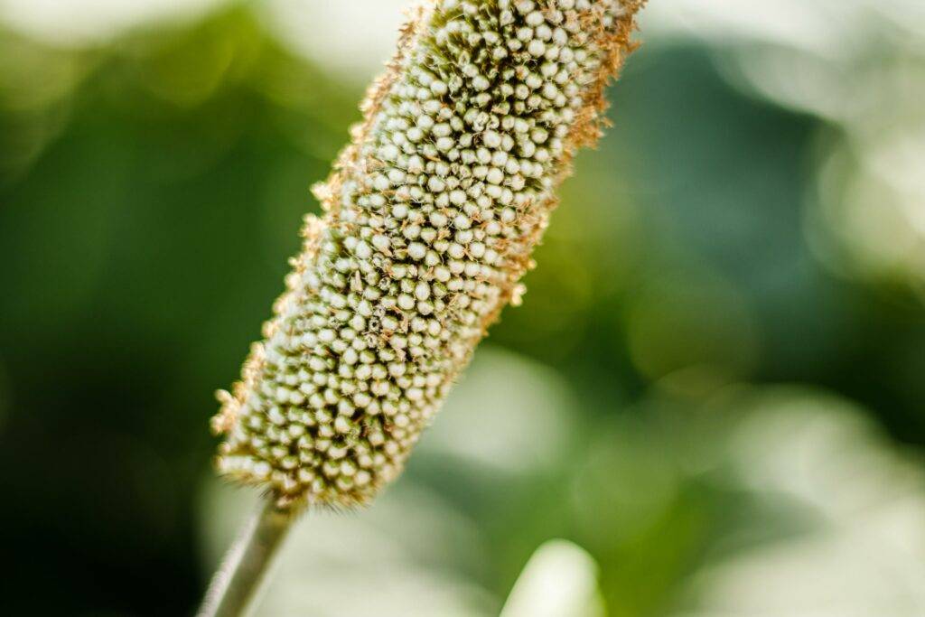 Traditional pearl millet