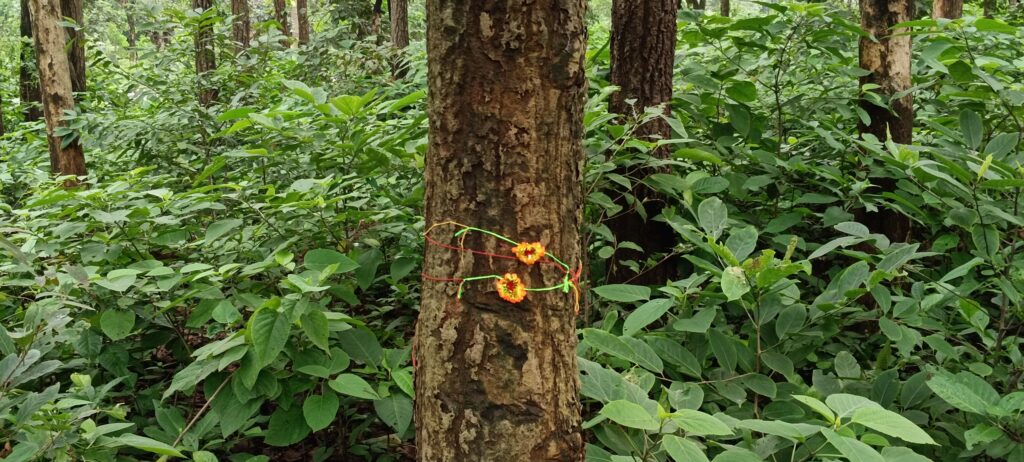 Rakhis tied to a tree in the Calcutta forest.