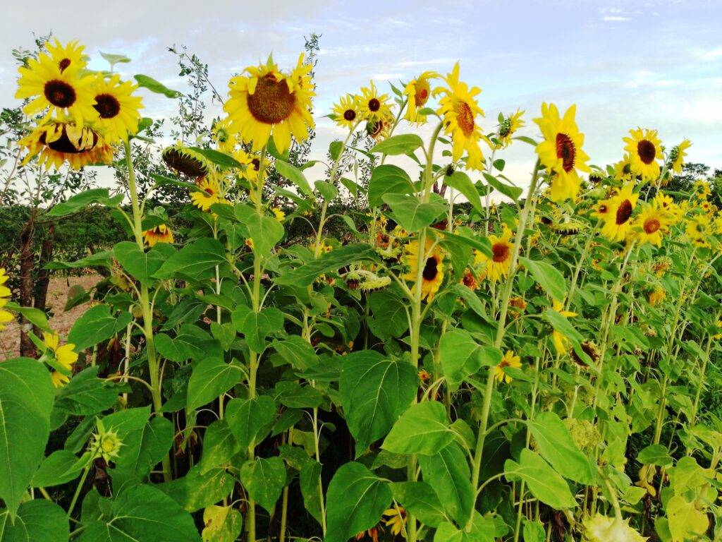 Sunflowers in Zimbabwe