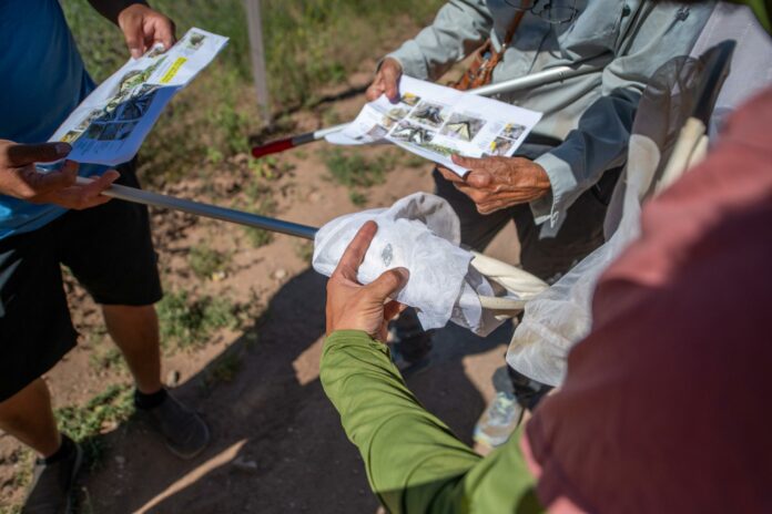 Identifying a butterfly in the net.