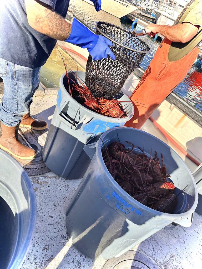 two trash bins filled with spiny lobsters