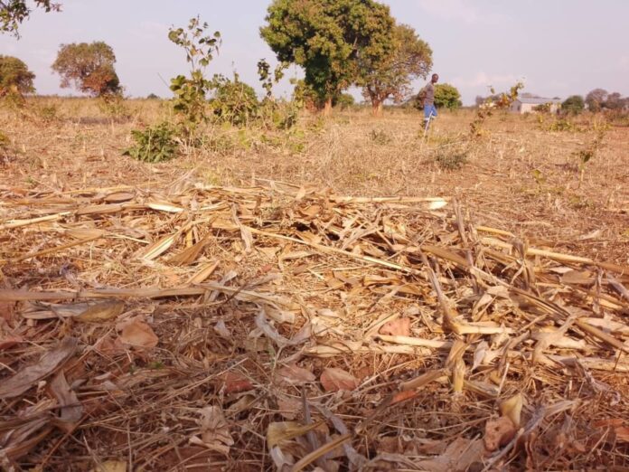 gampani tilling in field in zambia