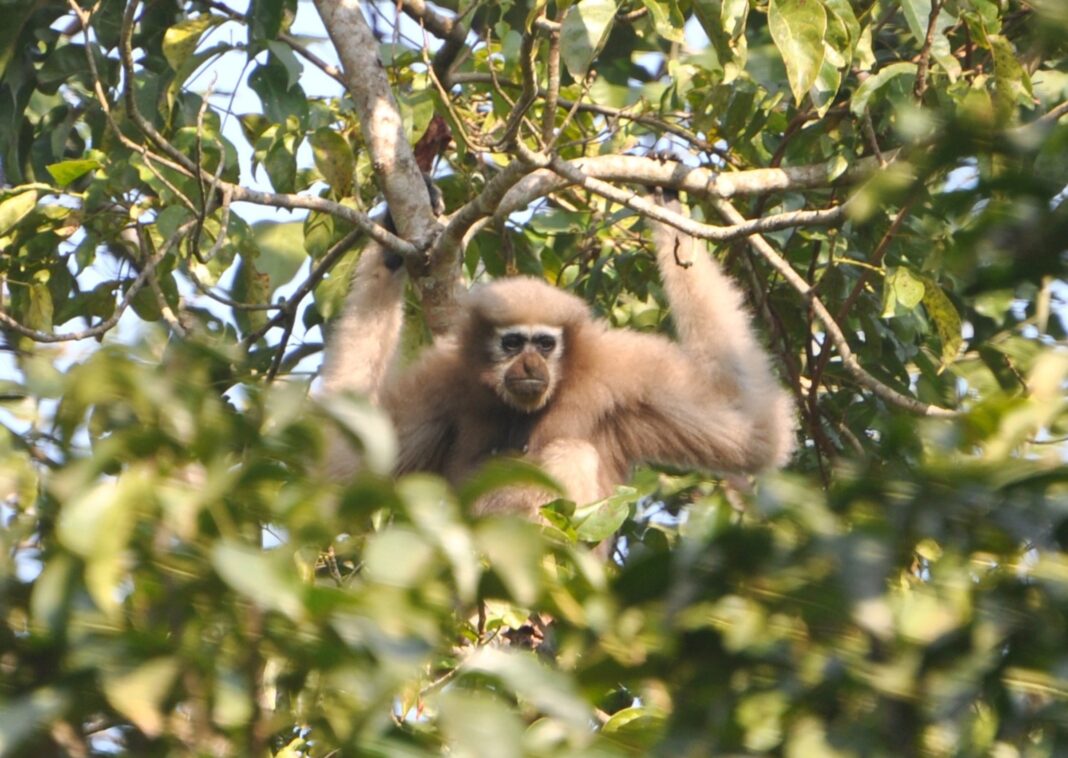 gibbon in a tree