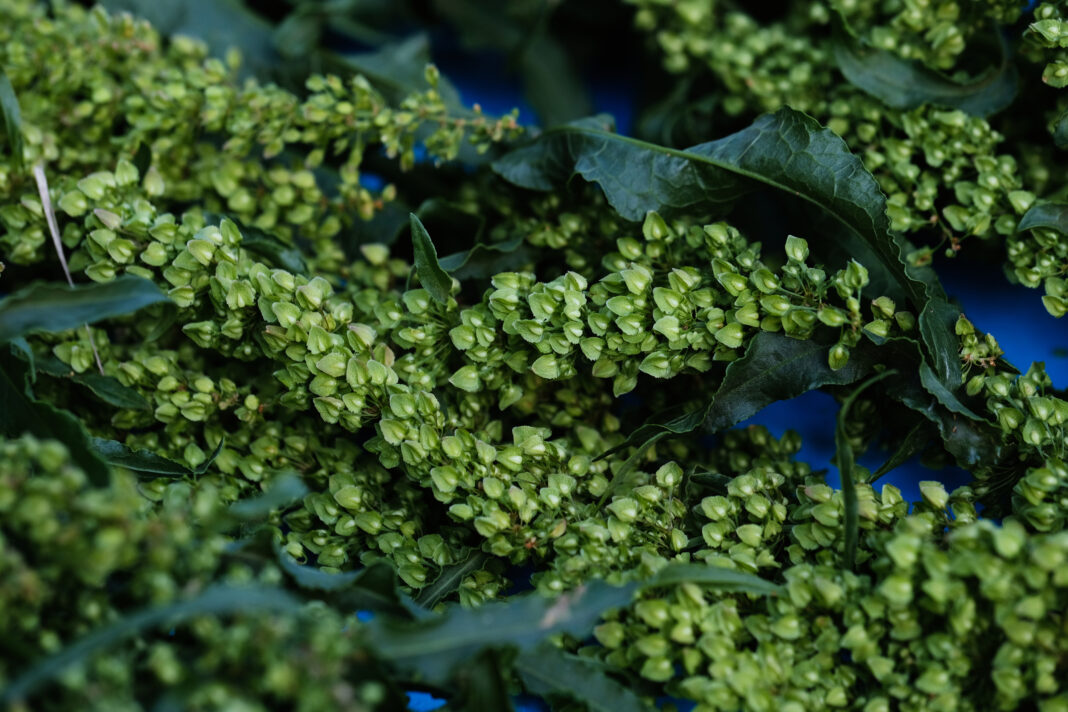 Curly Dock plant close up