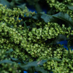 Curly Dock plant close up