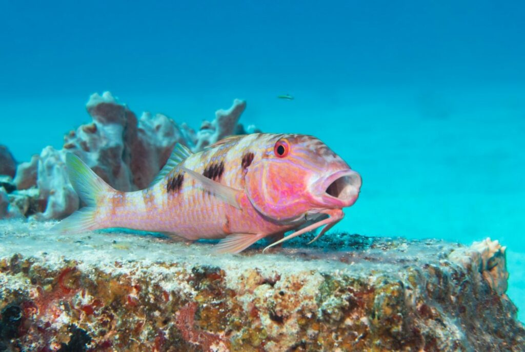 goatfish underwater swimming