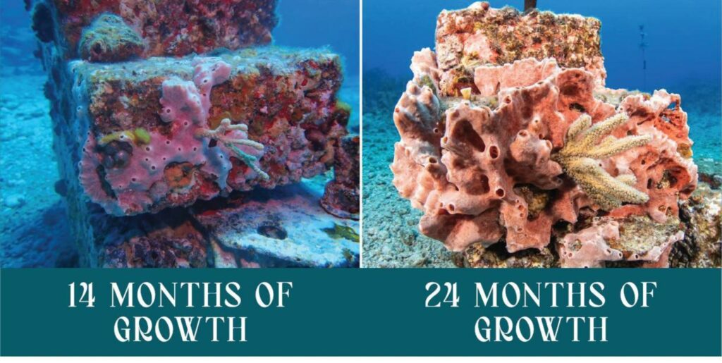 comparison of oceanite growth