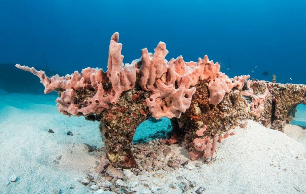 oceanite reef in ocean