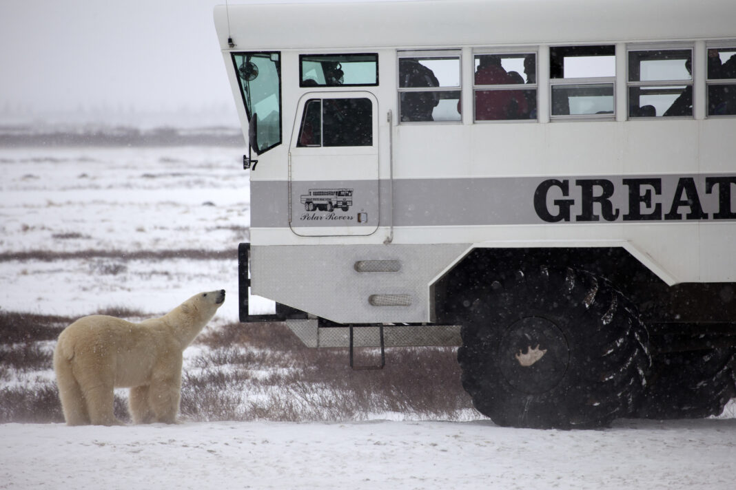 polar bear in front of tour bus in snow