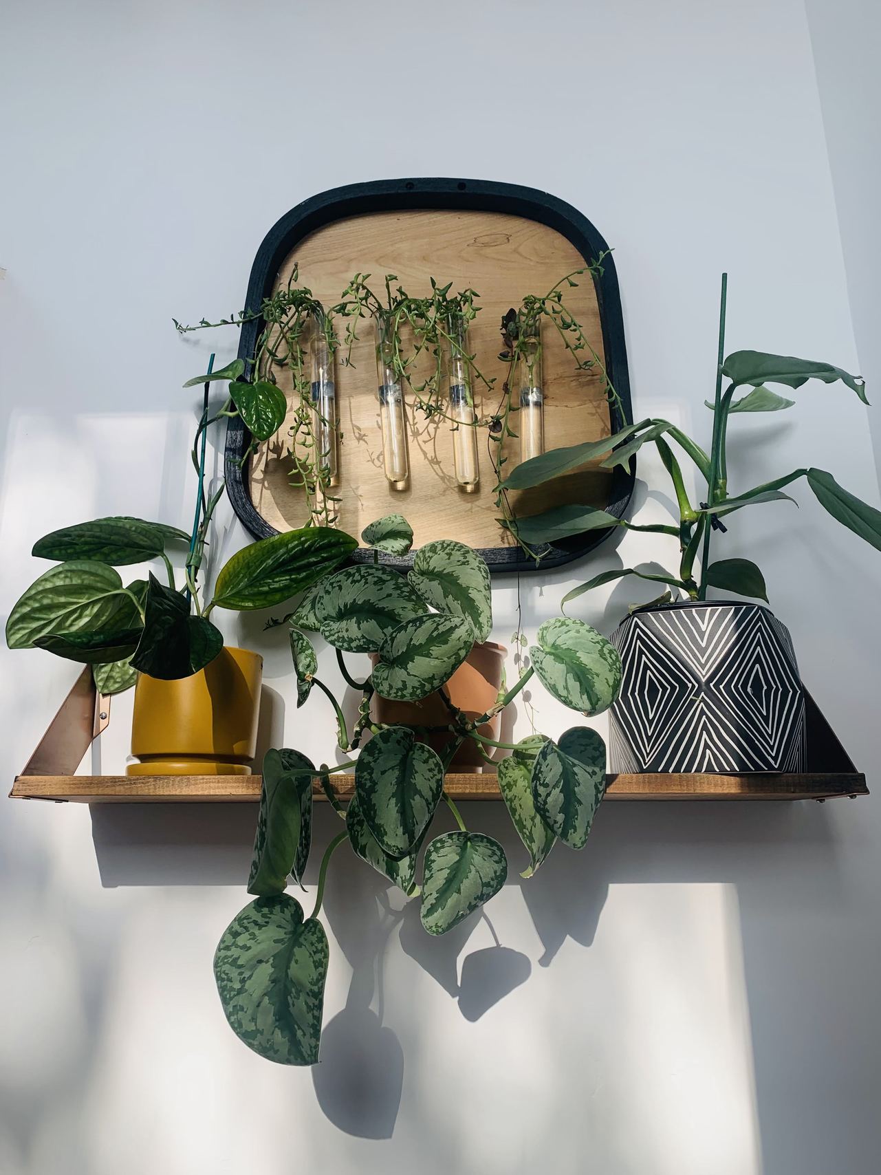 Propagating Plants - Bluedot Living