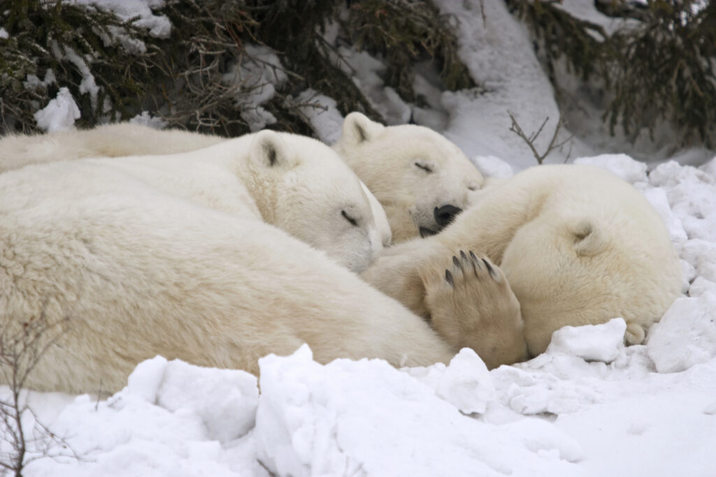 Three polar bears cuddle up for a nap.