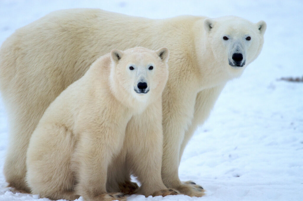Two polar bears in Churchill.