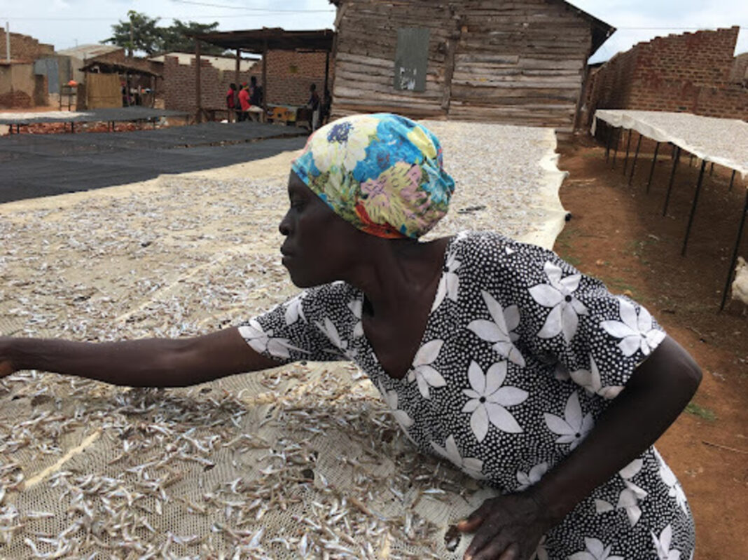 A woman drying silver fish on a raised rack on the shore of Lake Victoria.