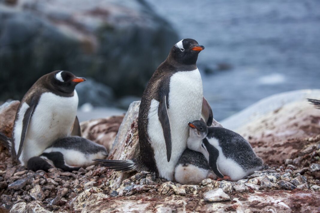 penguins with nestlings