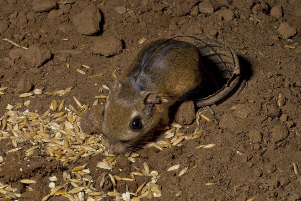 close up of kangaroo rat in dirt