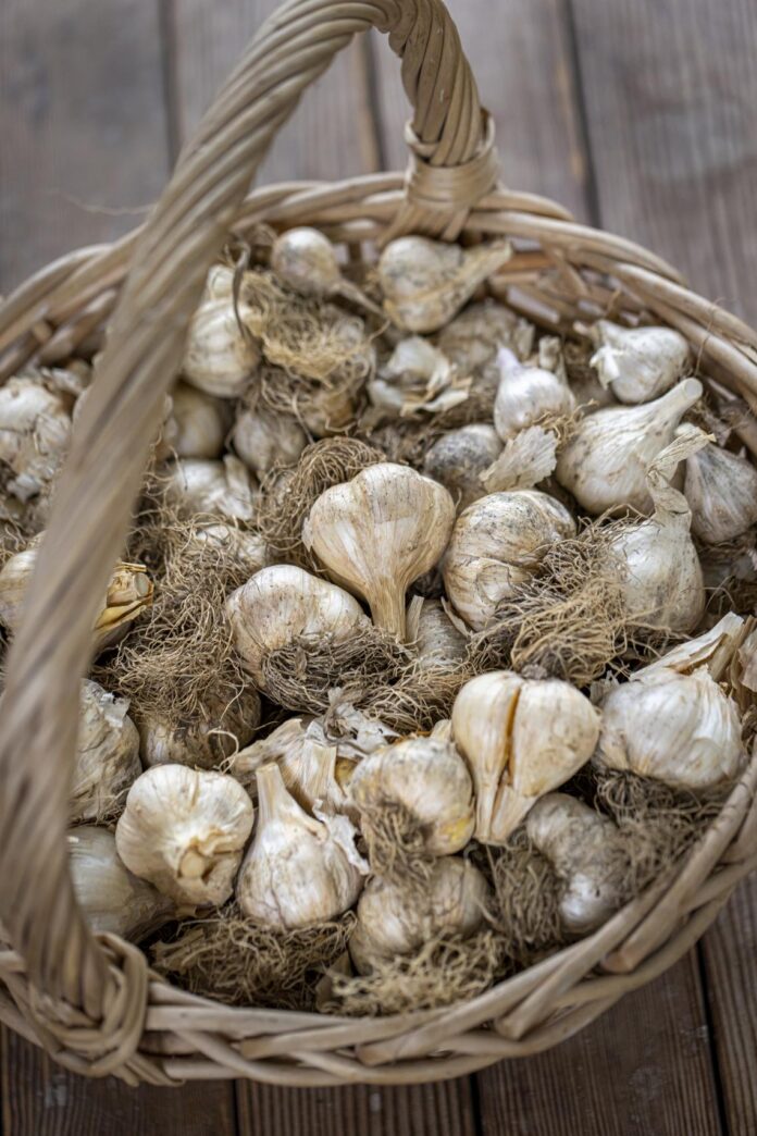 Basket of garlic